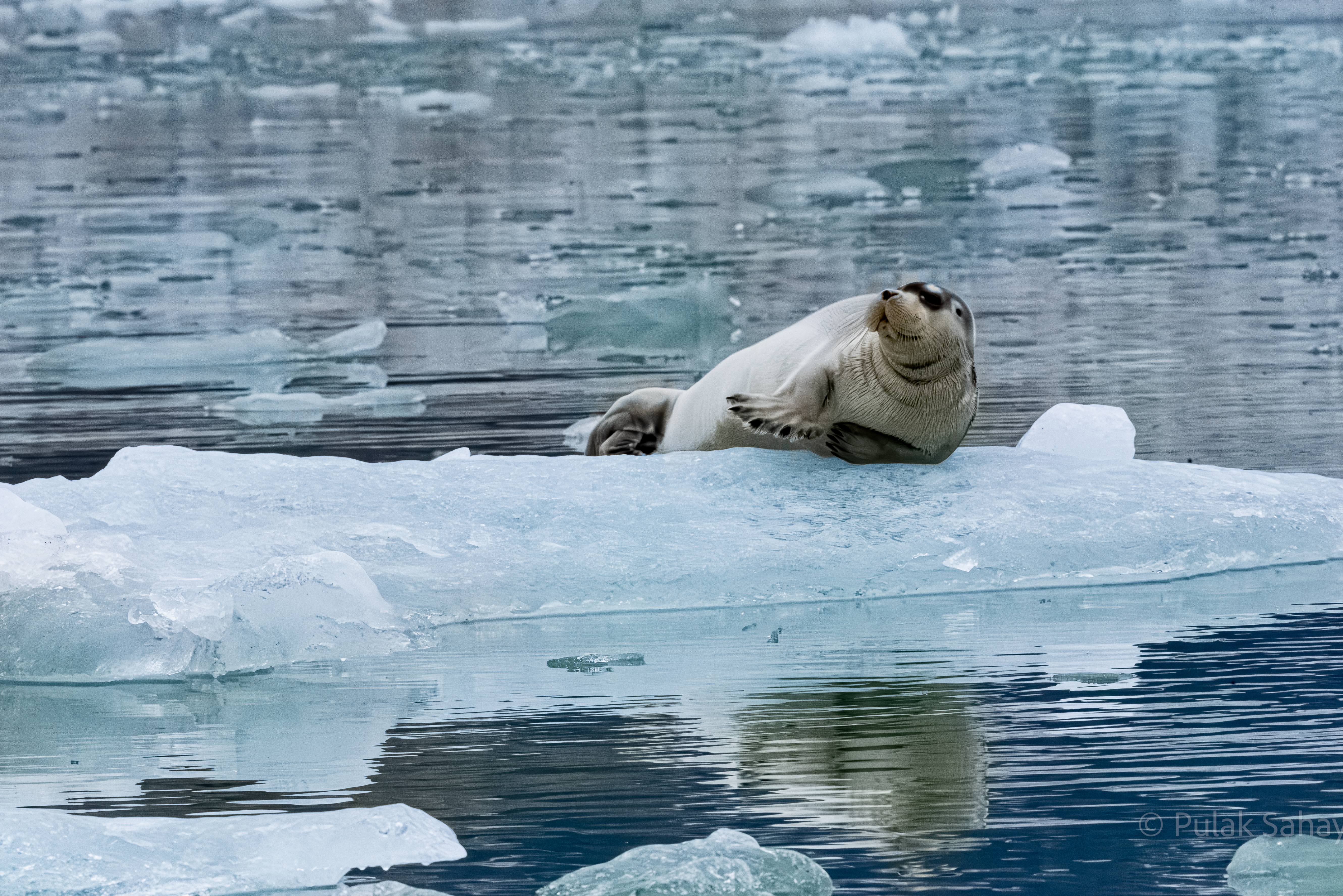 Seal playing the piano on ice